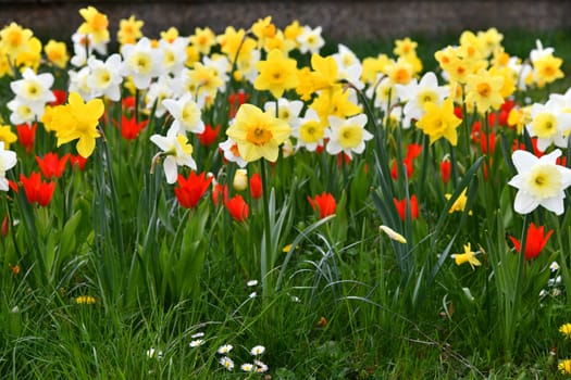 blooming daffodils and tulips in the meadow