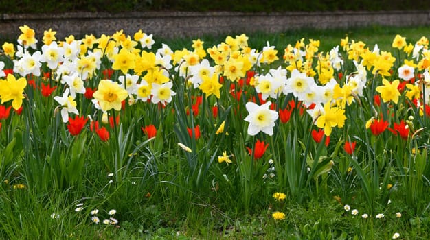 blooming daffodils and tulips in the meadow