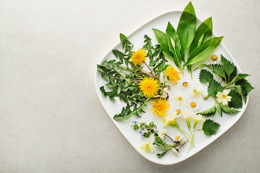 Wild garlic, nettle, dandelion, ground and other medicinal herbs and wild edible plants growing in early spring. Spring background with flowers and herb plants