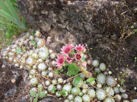 Cobweb house-leek with pink flowers in a rock garden, Sempervivum arachnoideum