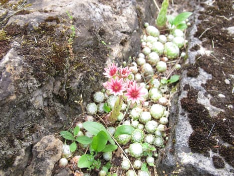 Cobweb house-leek with pink flowers in a rock garden, Sempervivum arachnoideum