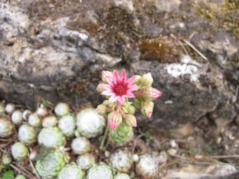 Cobweb house-leek with pink flowers in a rock garden, Sempervivum arachnoideum