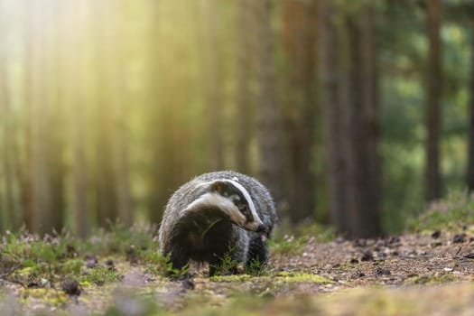 European badger is walking in summer forest. Horizontally.