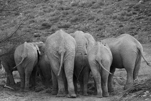Elephant family shot in Cape Town in black and white , showing their back ( asses ) and the chief of the family is looking at the photographer through all the asses.