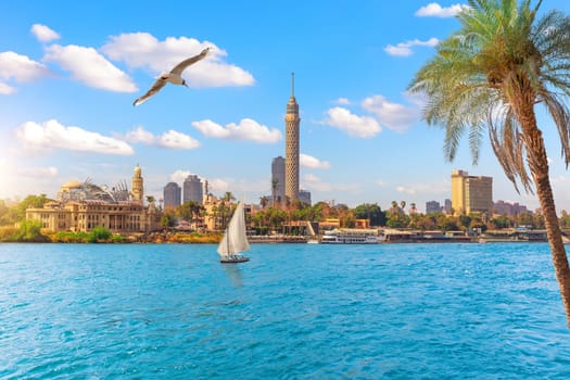 A seagull flies by Cairo downtown near Gezira Island, Egypt, Africa.