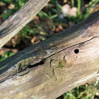 infestation by the Asian longhorned beetle Anoplophora glabripennis on a dead trunk of a maple tree in Magdeburg, Germany