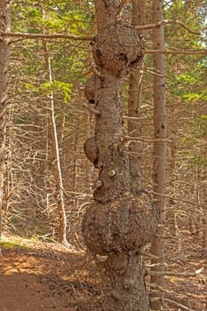 Multiple Burls on a Gnarled Tree In Cape Breton National Park in Nova Scotia