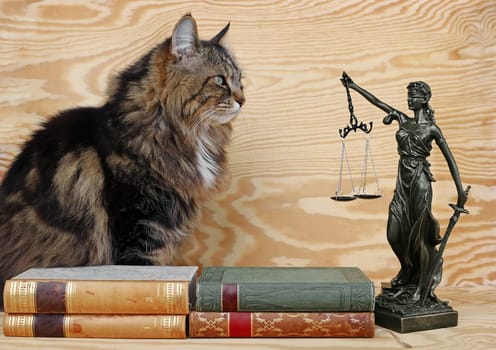 The rights of animals. A cat and a Justitia figure with books on a wooden background