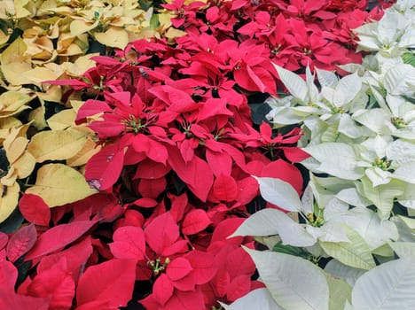 Top view of garden beds lined with yellow, red and white poinsettias with stripe effect (Euphorbia pulcherrima).