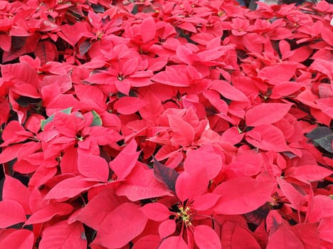 Top view of a garden bed lined with red poinsettias (Euphorbia pulcherrima).