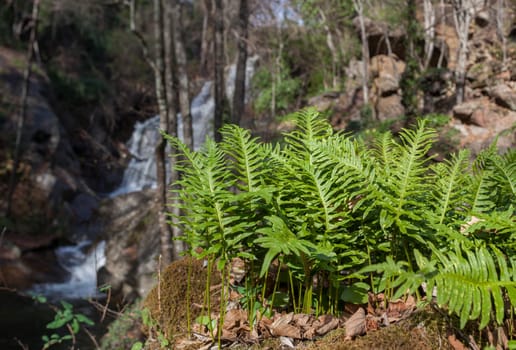 Nogaleas Ravine fern. Navaconcejo, Caceres, Extremadura, Spain