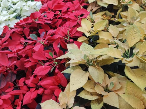 Top view of garden beds lined with yellow, red and white poinsettias with stripe effect (Euphorbia pulcherrima).