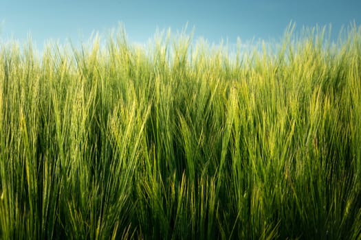 Green barley ears and a fragment of the blue sky, spring view