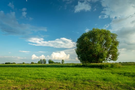 Large tree in a meadow and clouds against the blue sky, Nowiny, Poland
