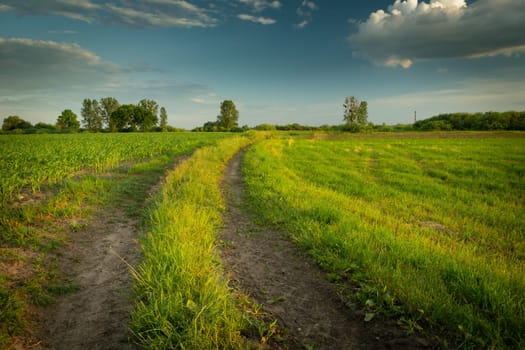 Dirt road through the green meadow and the sky, Nowiny, Poland