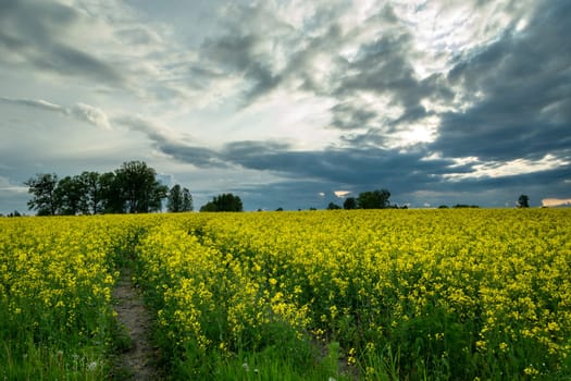 Evening clouds over the yellow rape field, spring view