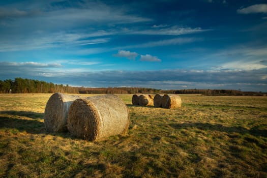 Round hay bales in the meadow, evening view, Czulczyce, Poland