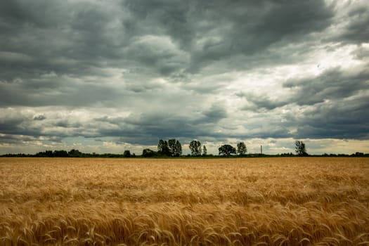Grain field and dark clouds on the sky, Nowiny, Lubelskie, Poland