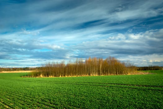 Trees growing in the middle of a green farmland, Czulczyce, Poland