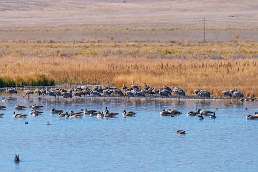 Sandhill Cranes at a Wetland Pond in the Monte Vista National Wildlife Refuge in Colorado