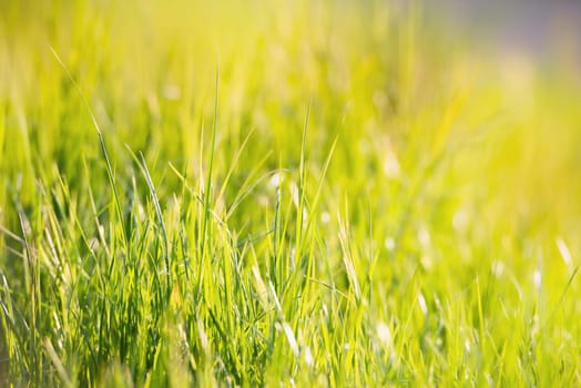 Sunlight is shining through the grassland, meadow in sunshine, farming in the coutryside, rural scene, spring and summer season