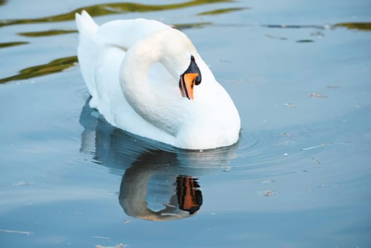 White swan flapping the wings, Moselle river in Germany, water birds, wildlife