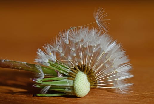 dandelion