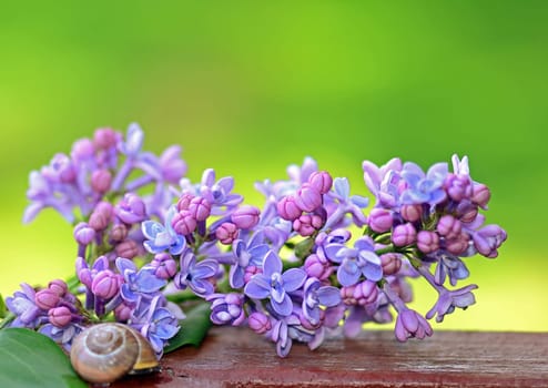 lilac