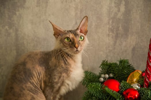 A sphinx cat with a down on its chest of a red - gray color with yellow - green eyes sits against a gray wall and a basket with a Christmas tree and Christmas toys. High quality photo