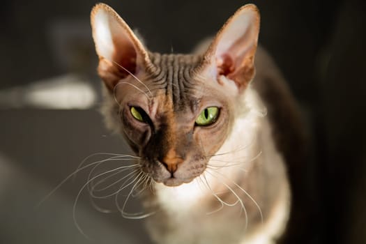 Pet cat Sphinx gray with one eye closed winks at the camera, the background is blurred. High quality photo