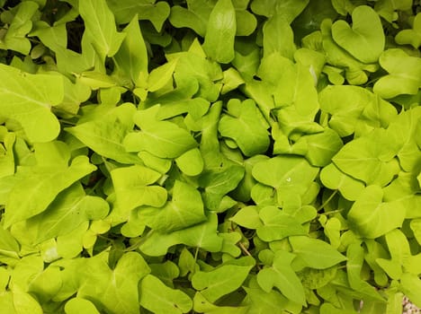 Green creeping garden foliage (Ipomea limon), top view.