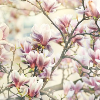 Beautiful magnolia flower