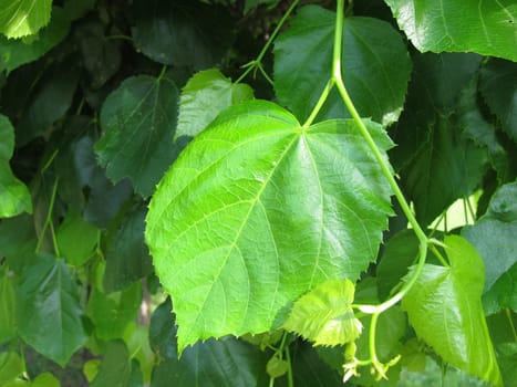 Green leaves of the Crimean lime, Tilia euchlora