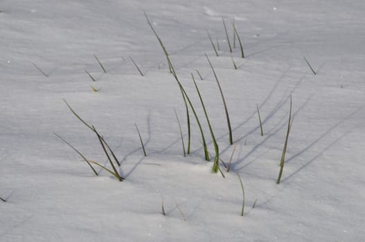 Blade of grass in the snow