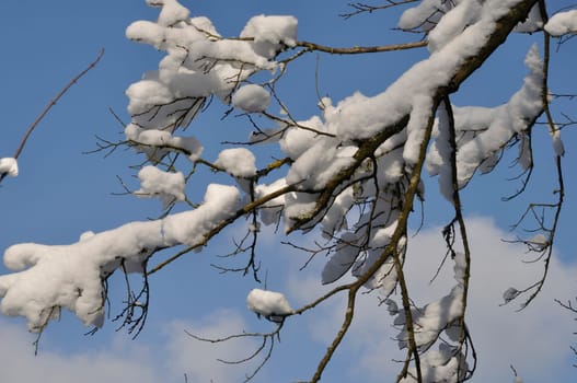 A branch covered in snow