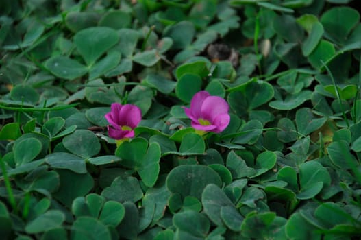 Oxalis purpurea on a lawn in Porto