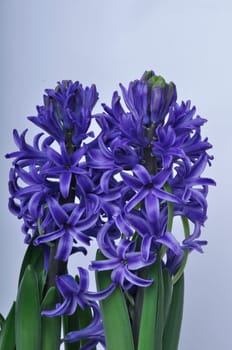 Studio shot of a hyacinth