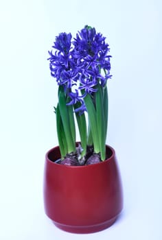Studio shot of a hyacinth