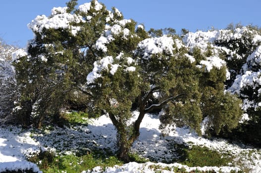 Tree under the snow in Brittany