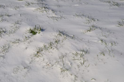 Fields under the snow in Brittany
