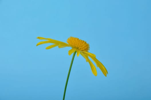 savannah daisies on a blue background