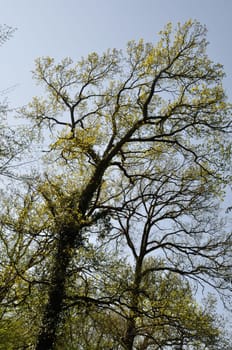 The Communal forest of Saint-Pierre-Les-Elbeuf