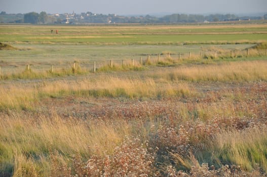 Salt marshes of the bay of  Mont Saint Michel