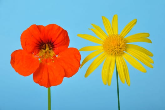 savannah daisies and nasturtiums on a blue background