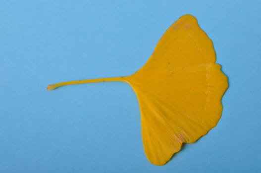 ginkgo biloba leaf on a blue background