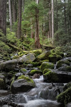 Babbling Brook in Olympic National Park Washington
