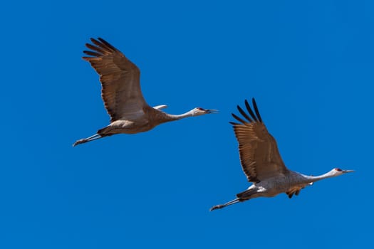 A Pair of Sandhill Cranes in Flight at the Monte Vista National Wildlife Refuge in Colorado
