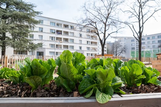 Gardening vegetable container. Vegetable garden on the terrace. Salads growing in a container in an urban neighborhood