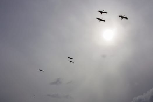 White storks flying against sunlight. Extremadura, Spain