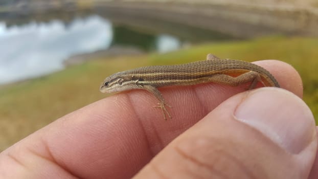 Small algerian lizard caught between fingers. Closeup